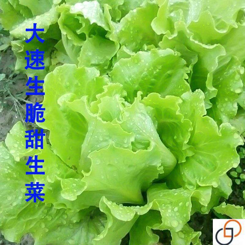 生菜籽种子四季播种抗热奶油生菜玻璃意大利生菜阳台庭院蔬菜种子