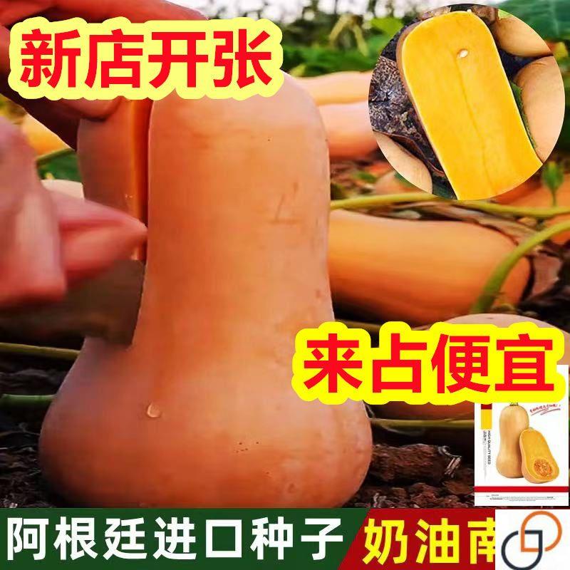 奶油南瓜种子春季秋季四季香芋蜜本甜糯红甜栗板栗贝贝南瓜籽种孑