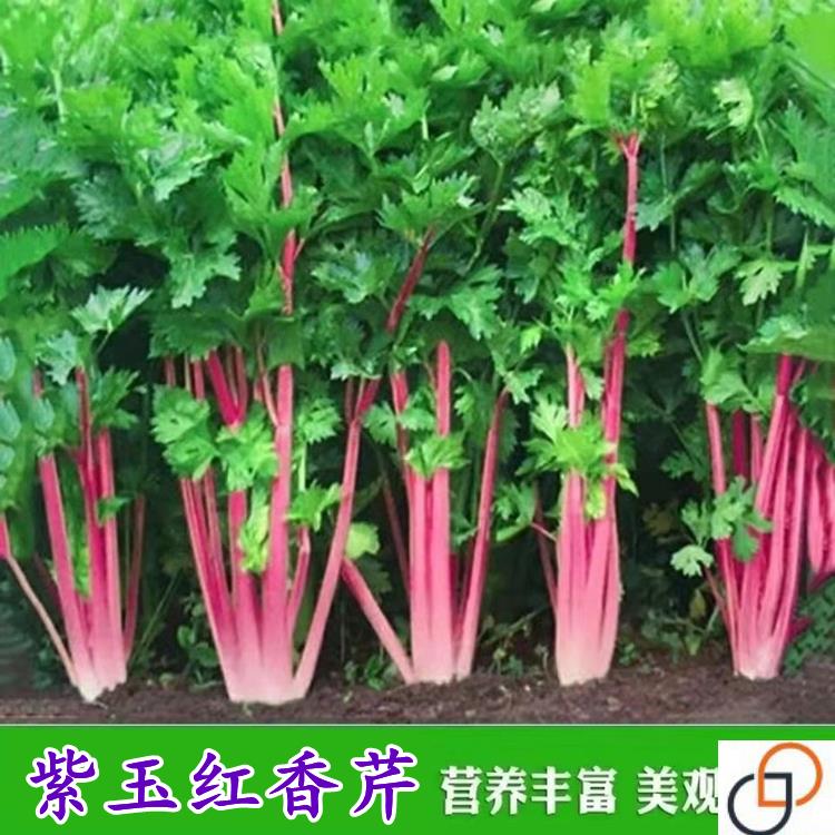 紫玉香芹种子四季早熟紫红芹菜种籽盆栽庭院耐寒秋季种植蔬菜种孑