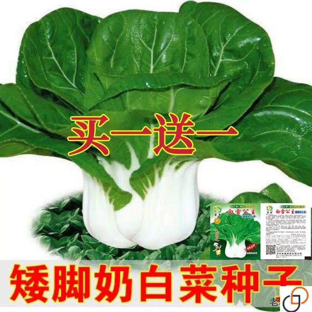矮脚奶白菜种子四季小白菜奶油白菜阳台蔬菜四季菜种子蔬菜种子