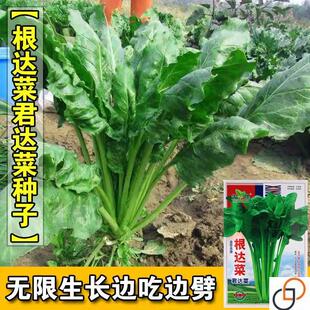 根达菜种子牛皮菜莙荙君达菜种籽易种四季播多年生根达菜蔬菜种孑