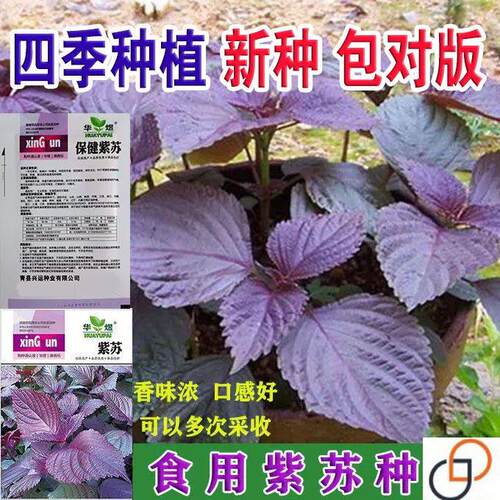 四季食用紫苏种子紫苏籽种子香菜种紫苏盆栽阳台苏子粒种香菜籽种