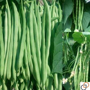 上架四季豆种子高产架豆春秋无架四季豆豆角种子无筋易种蔬菜种子