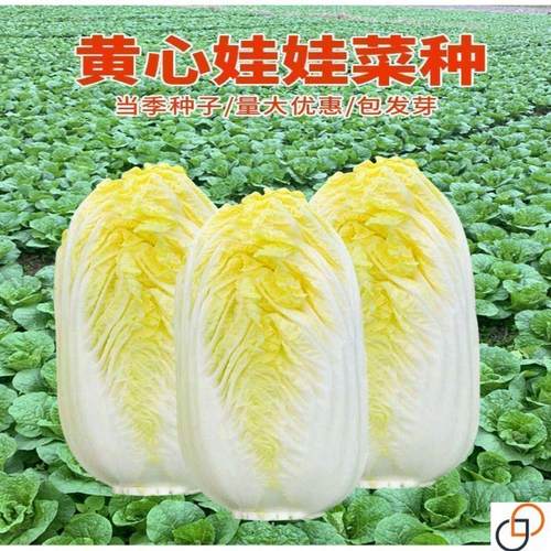 金娃娃菜种子四季 蔬菜种子 生长快 品质佳 菜籽春夏秋四季播种