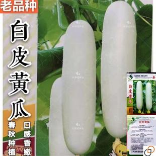 白皮黄瓜种子老品种白黄瓜种籽阳台盆栽春秋农家蔬菜种子
