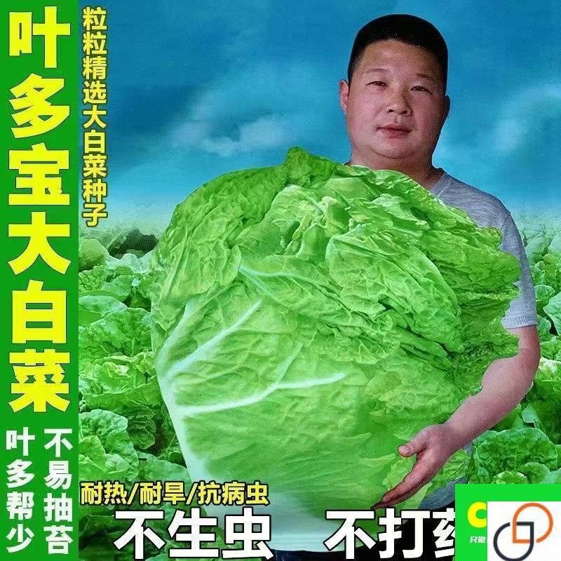 叶多宝大白菜种子农家山东蔬菜特大过年秋季籽孑菜籽大全籽种冬储