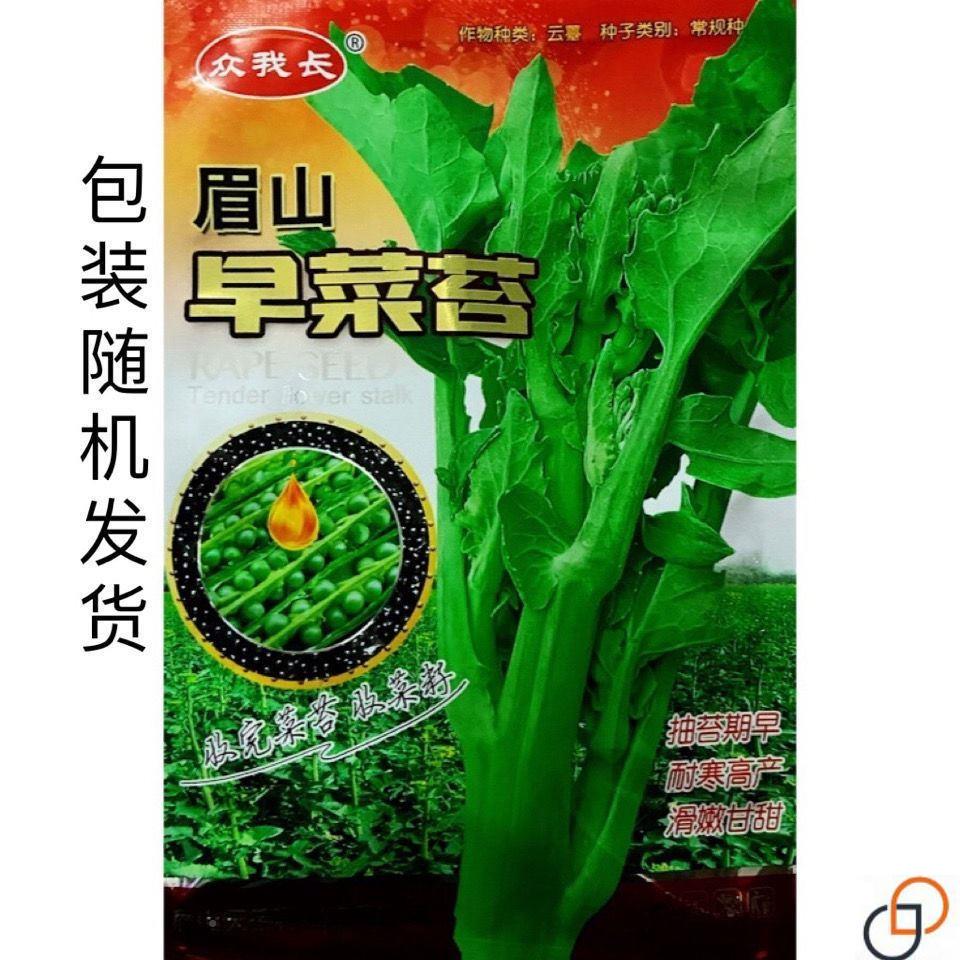 眉山早菜苔早油菜苔DRQ四播耐热抗籽冻农家田季园蔬菜熟
