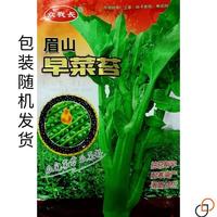 眉山早菜苔早油菜苔DRQ四播耐熱抗籽凍農(nóng)家田季園蔬菜熟