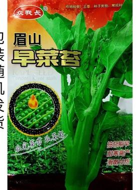 眉山早菜苔早油菜苔DRQ四播耐热抗籽冻农家田季园蔬菜熟