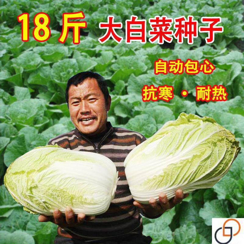 十八斤大白菜种子山东白菜籽冬季四季播大白菜抗病高产蔬菜白菜子