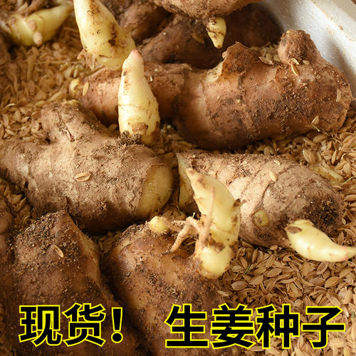 姜种已催芽两山东大籽种植苗生姜