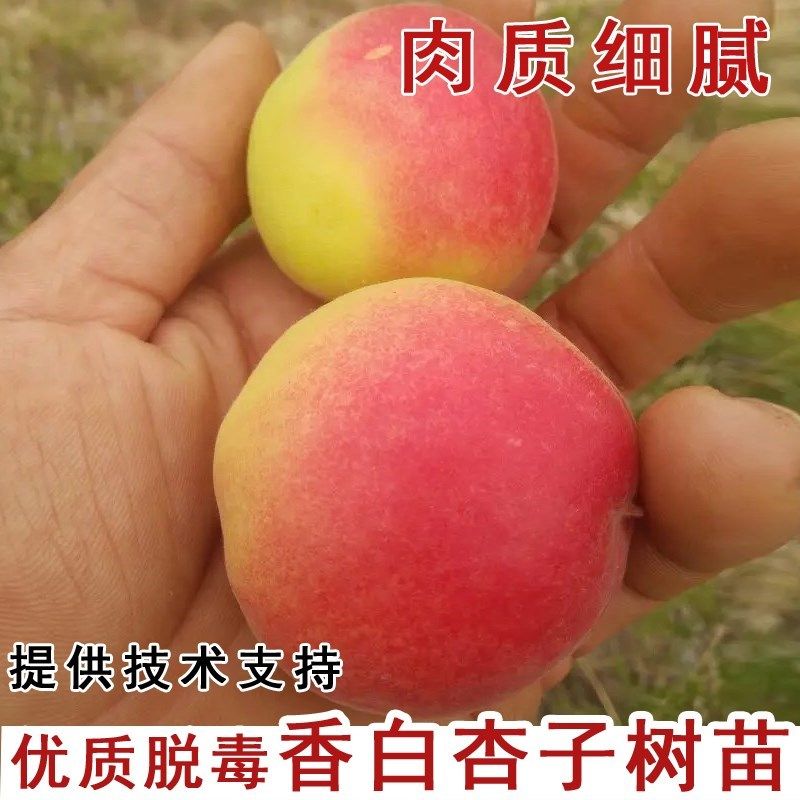 大香白杏子树苗香白杏树苗嫁接早熟杏子苗庭院种植当年结果果树苗