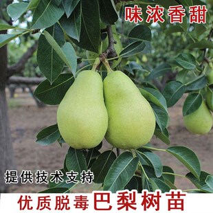 嫁接巴梨树苗太婆梨香蕉梨树脆甜盆栽栽南北方种植当年结果果树苗