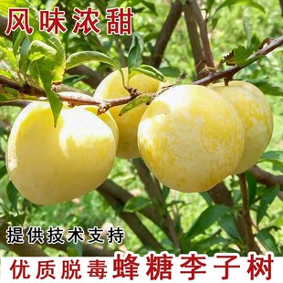 四川脱骨李子嫁接蜂糖李树果树苗早熟脆甜清脆李庭院种植当年结果