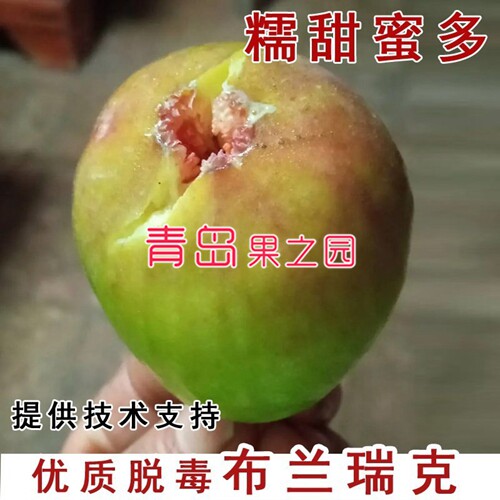 无花果苗布兰瑞克无花果树苗耐寒盆栽庭院地栽种植当年结果果树苗