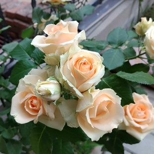 花苗四季 蜜桃雪山月季 开花绿色植物庭院阳台盆栽浓香型蔷薇玫瑰花