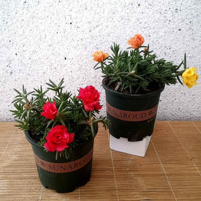 重瓣太阳花苗宿根混色植物庭院阳台花卉盆栽四季开花带根带花苞