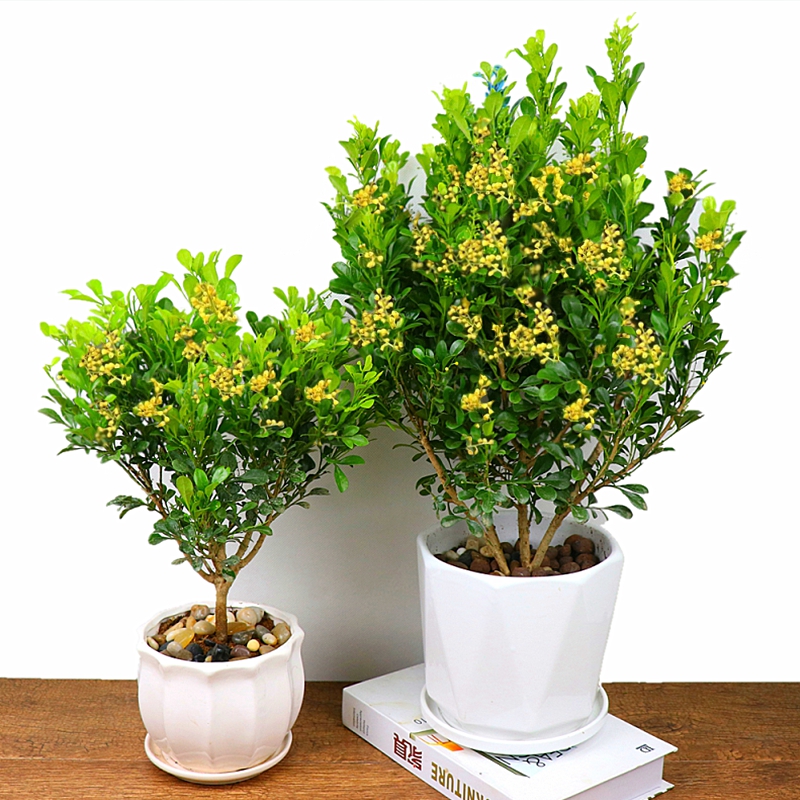 米兰花盆栽树苗植物室内花苗浓香型米仔兰老桩大棵带土发货好养活
