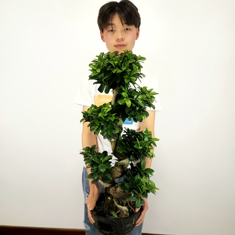 步步高花价格 步步高花图片 星期三 步步高花价格 步步高花图片 星期三