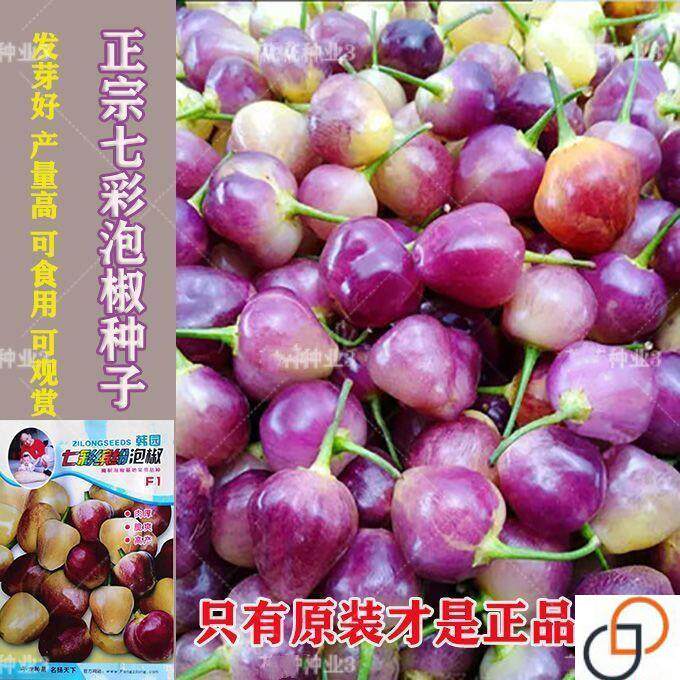 樱桃七彩椒泡椒种子原装广西七彩泡椒辣椒籽阳台盆栽高产辣椒种子