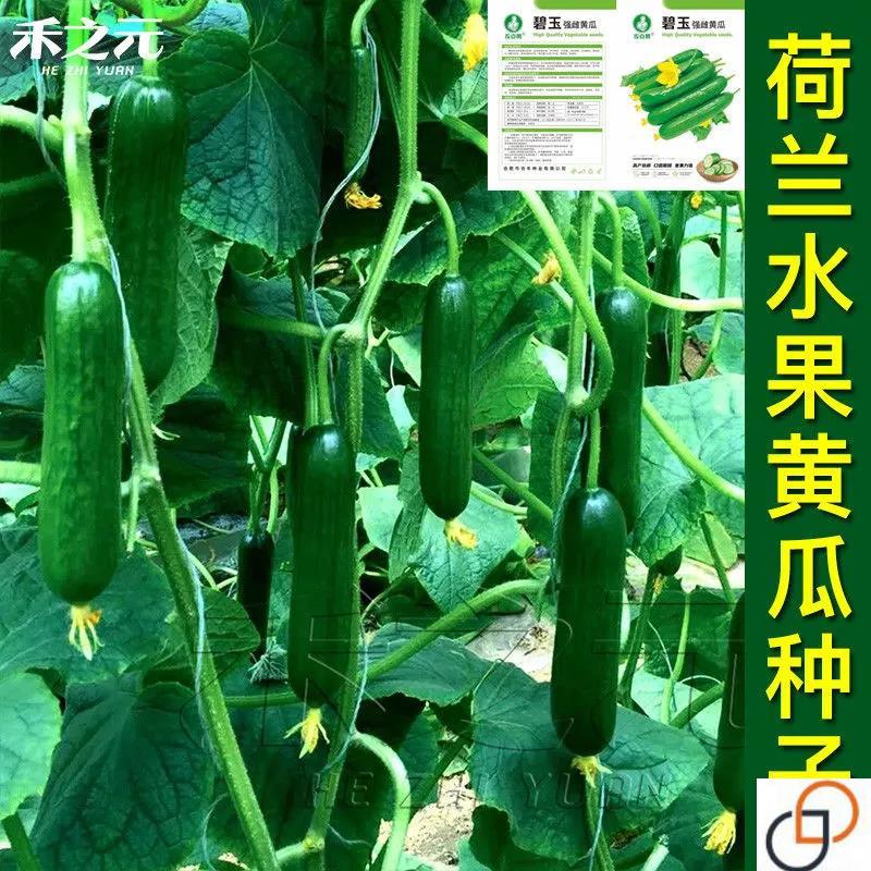 荷兰水果黄瓜种子苗小青瓜春秋季阳台盆栽苗秧高产四季蔬菜种籽孑