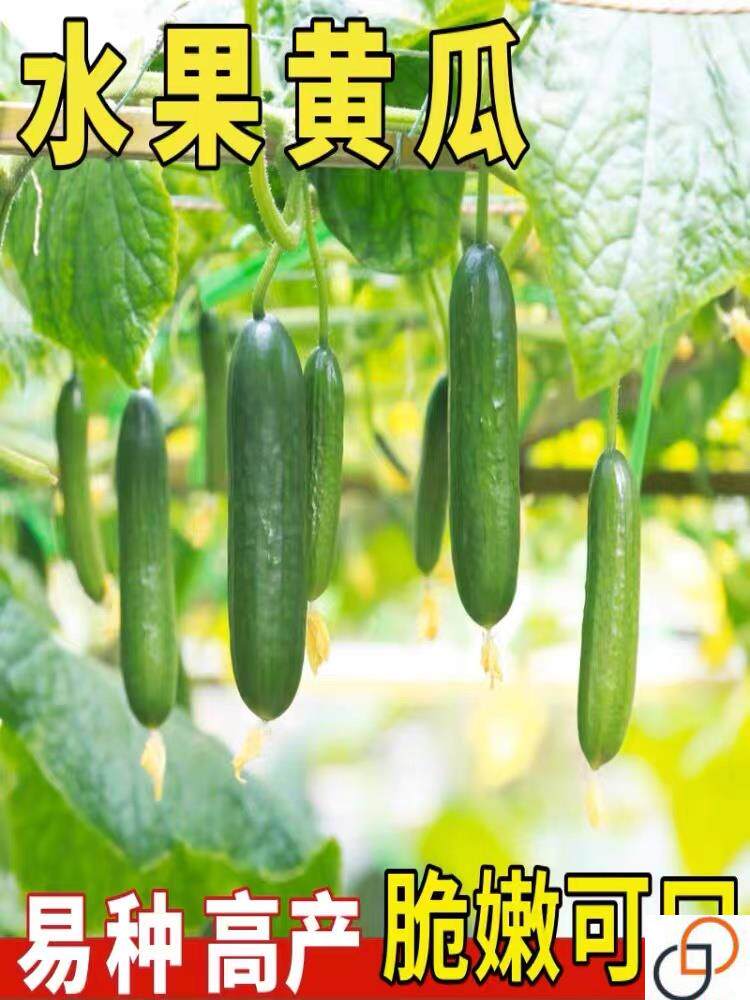 荷兰水果小黄瓜种籽蔬菜种子孑大全高产四季农家早春夏季阳台南方