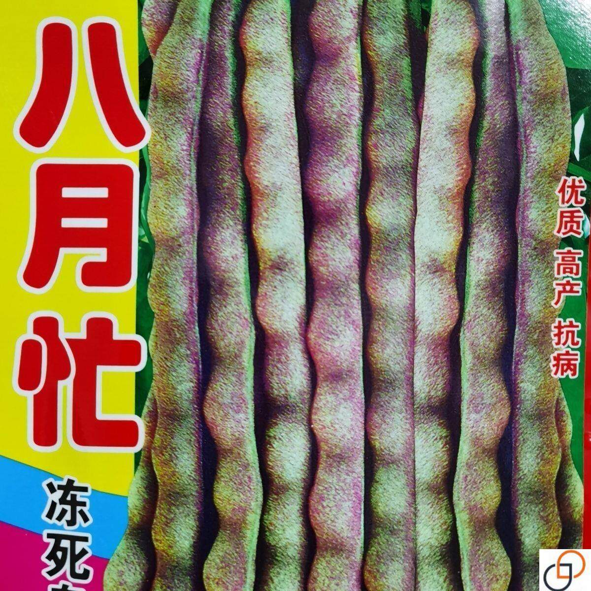 八月忙冻死鬼豆角种子耐寒耐热高产无筋豆角四季田园庭院易种豆角