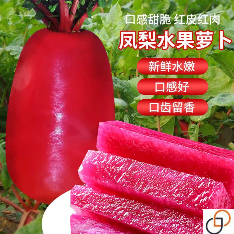 凤梨水果萝卜种子红皮红肉种籽四季甜脆萝卜蔬菜种子紫美人红萝卜