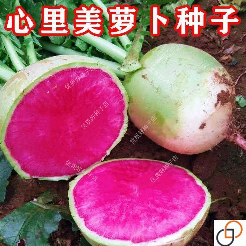 心里美萝卜种子北京满堂红萝卜种籽春秋四季播红心水果萝卜蔬菜种