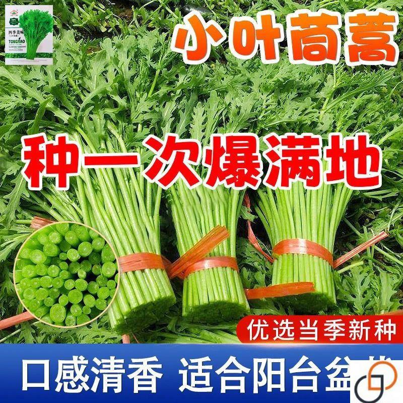 小叶茼蒿种子光杆茼蒿冬季菜春季四季播耐寒农家蔬菜秋季种皇帝菜