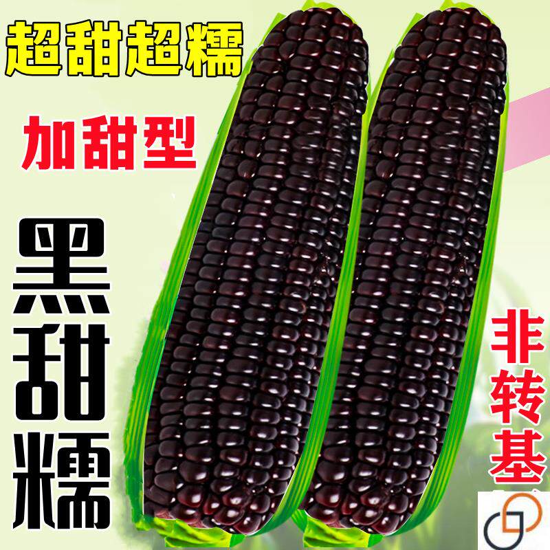 黑甜糯玉米种子高产秋春季杂交水果蔬菜粘玉米非转基因秧苗种籽孑
