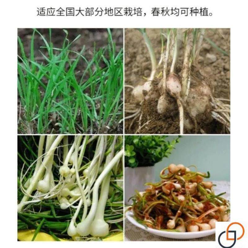 野生小根蒜种子野蒜小葱种籽野葱家庭园艺种子