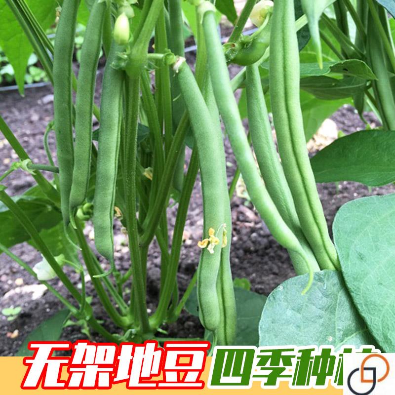 无架豆种子豆角四季豆种籽苗秧豇豆蔬菜菜豆地豆不搭架豆种扁豆