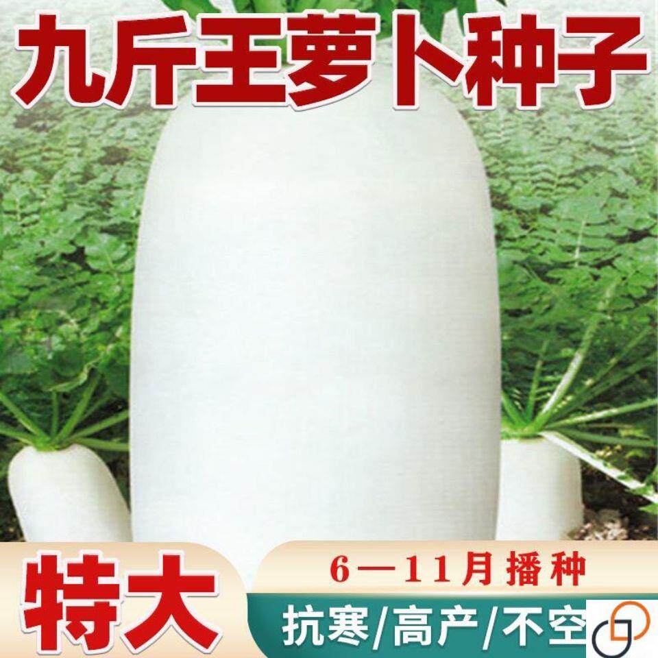 九斤王高产特大白萝卜种子秋冬四季播种不空心农家阳台蔬菜种籽