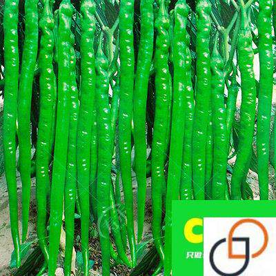帝王336线椒种子种籽孑苗超长家庭园艺种子