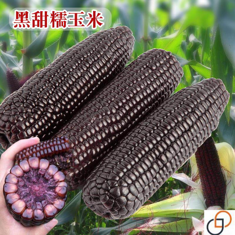 黑糯玉米种子甜糯种籽春夏秋冬四季高产大田阳台盆栽蔬菜种孑包邮