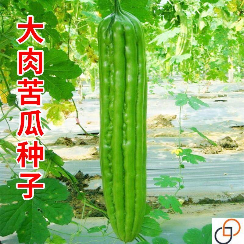 大肉苦瓜种子厚肉青皮凉瓜癞葡萄种籽爬藤春农家菜园爬藤蔬菜种孑,鲜花速递/花卉仿真/绿植园艺,家庭园艺种子,淘宝优惠券,粉丝福利购,淘宝优惠卷