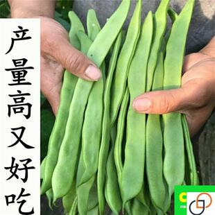宽扁豆角种孑大扁豆种籽东北芸豆种籽大刀豆角种子农家豆角籽种子