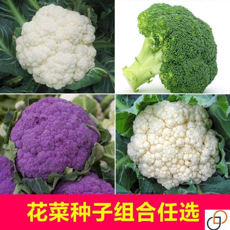 菜种子青梗花椰菜高产南北方花菜种籽盆栽春秋四季蔬菜孑