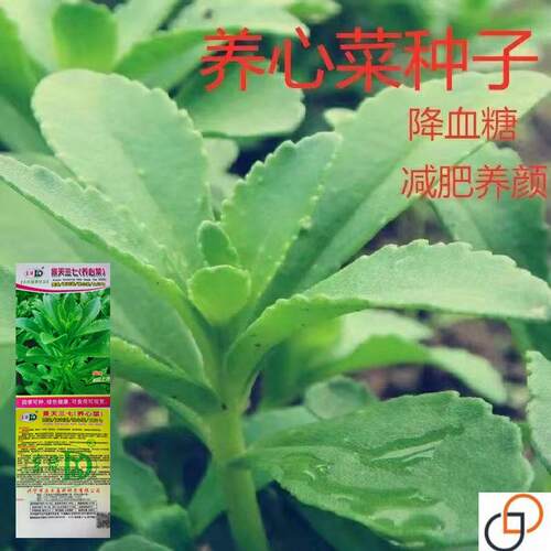 高钙菜养心菜种子救心菜养心菜苗菜种子费菜种苗四季种植蔬菜种籽