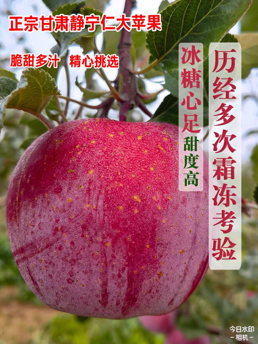 甘肃特产静宁仁大红富士90苹果5斤79元头茬新果脆甜多汁