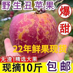 现摘水果脆甜红富士平果野生整箱10 云南昭通新鲜丑苹果冰糖心当季