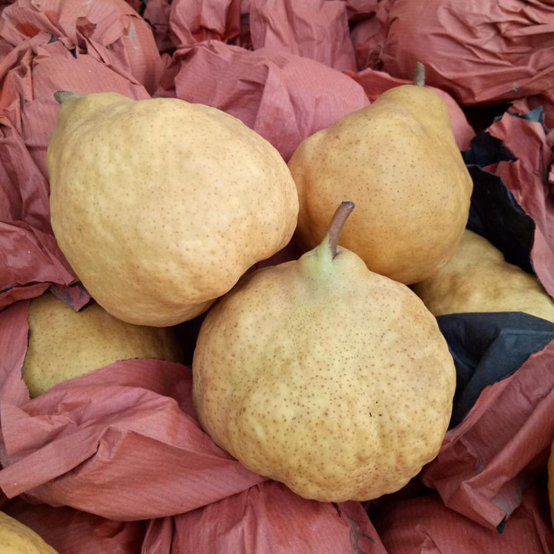 【现货】烟台丑梨 新鲜丑梨老太婆梨软梨 新鲜水果5斤包邮