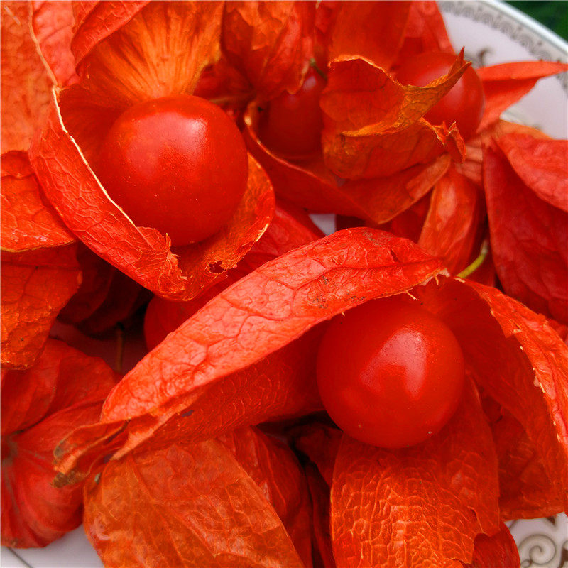 2斤红姑娘果苦姑娘灯笼果锦灯笼山红菇娘挂金灯果包邮