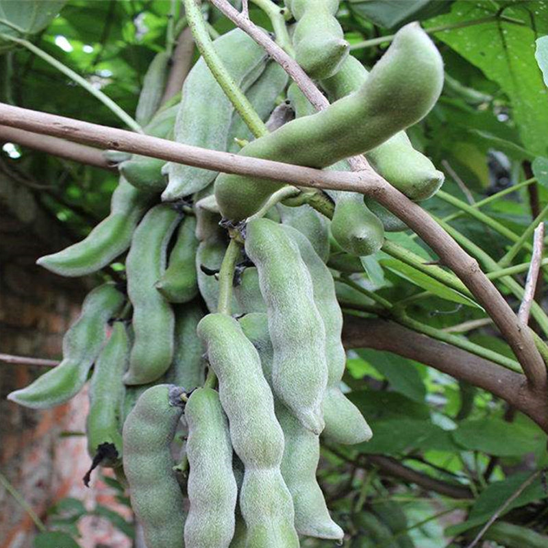 四川现摘新鲜蔬菜狗儿豆种子儿豆种苗 农家自种狗爪豆16粒