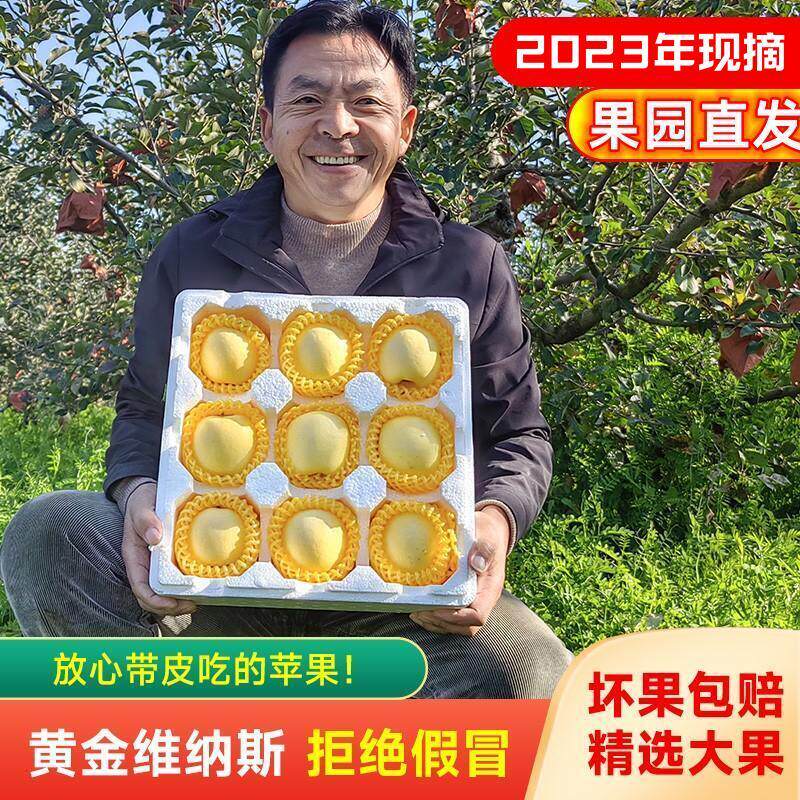 山东烟台维纳斯黄金苹果10斤水果新鲜脆甜应季整箱甜奶油富士