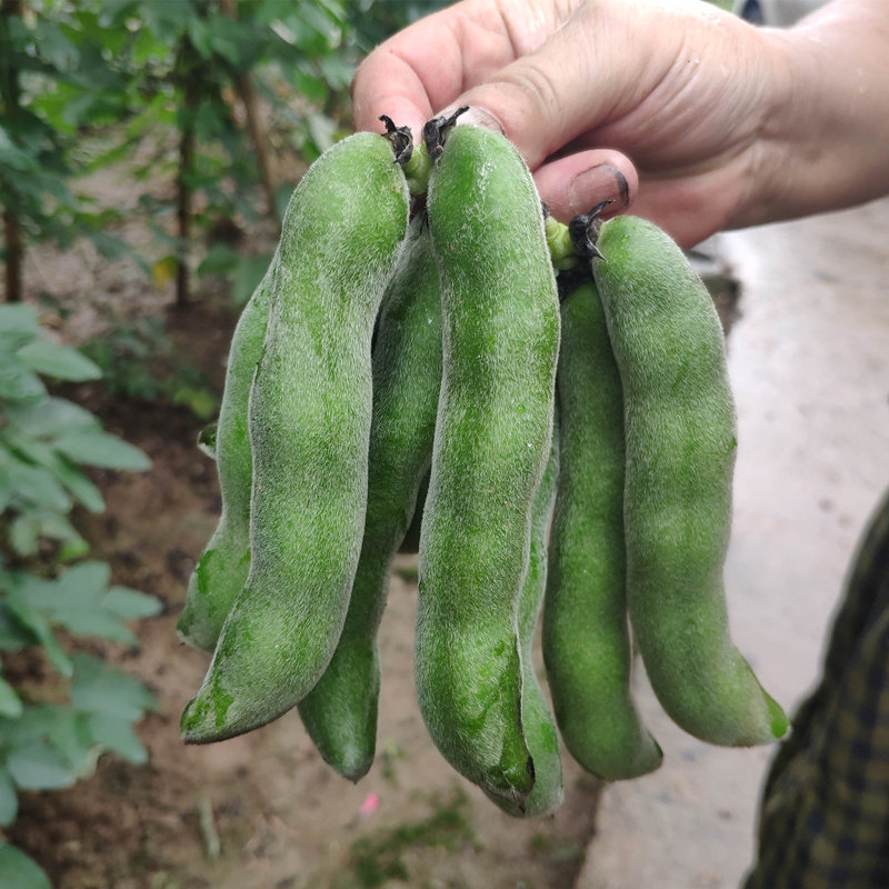 熟狗儿豆农家自种狗儿豆真空包装带箱2斤