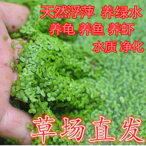 浮萍水草质量怎么样 浮萍水草口碑怎么样 小麦优选