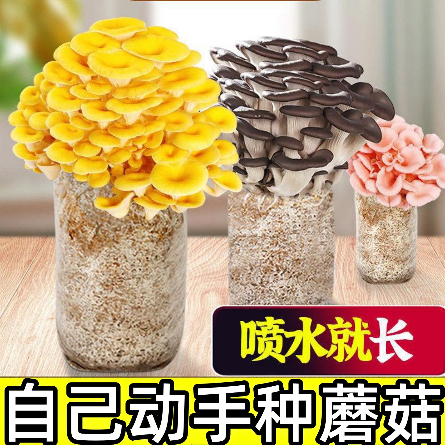 食用菌包手工自种菌种家庭家种