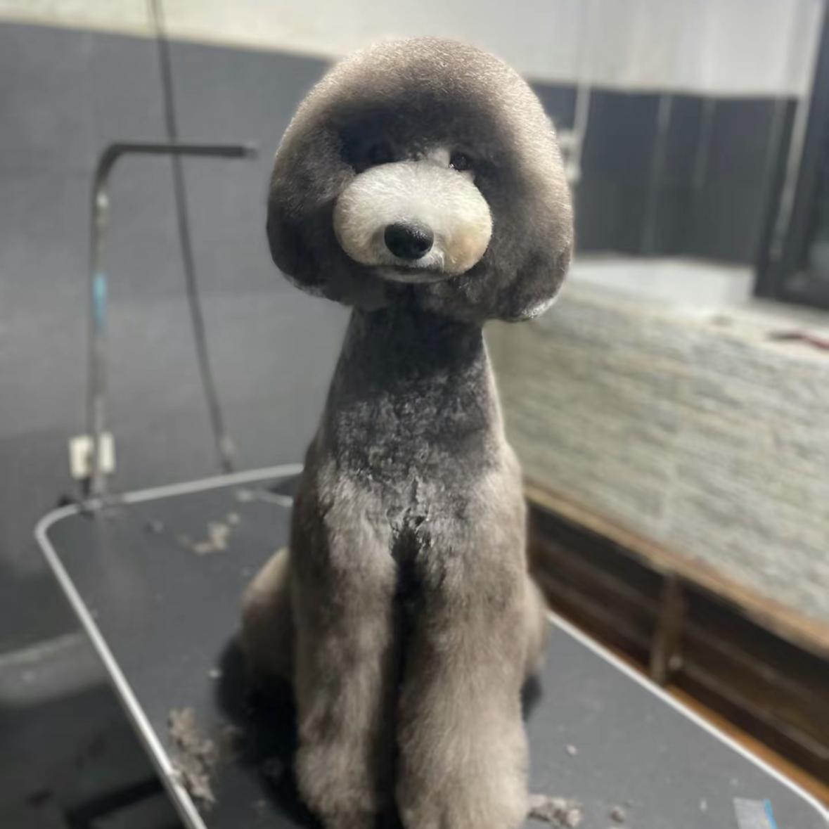巨型贵宾犬幼犬纯种巨贵幼犬大泰迪犬大型犬花巨贵犬活体宠物狗狗